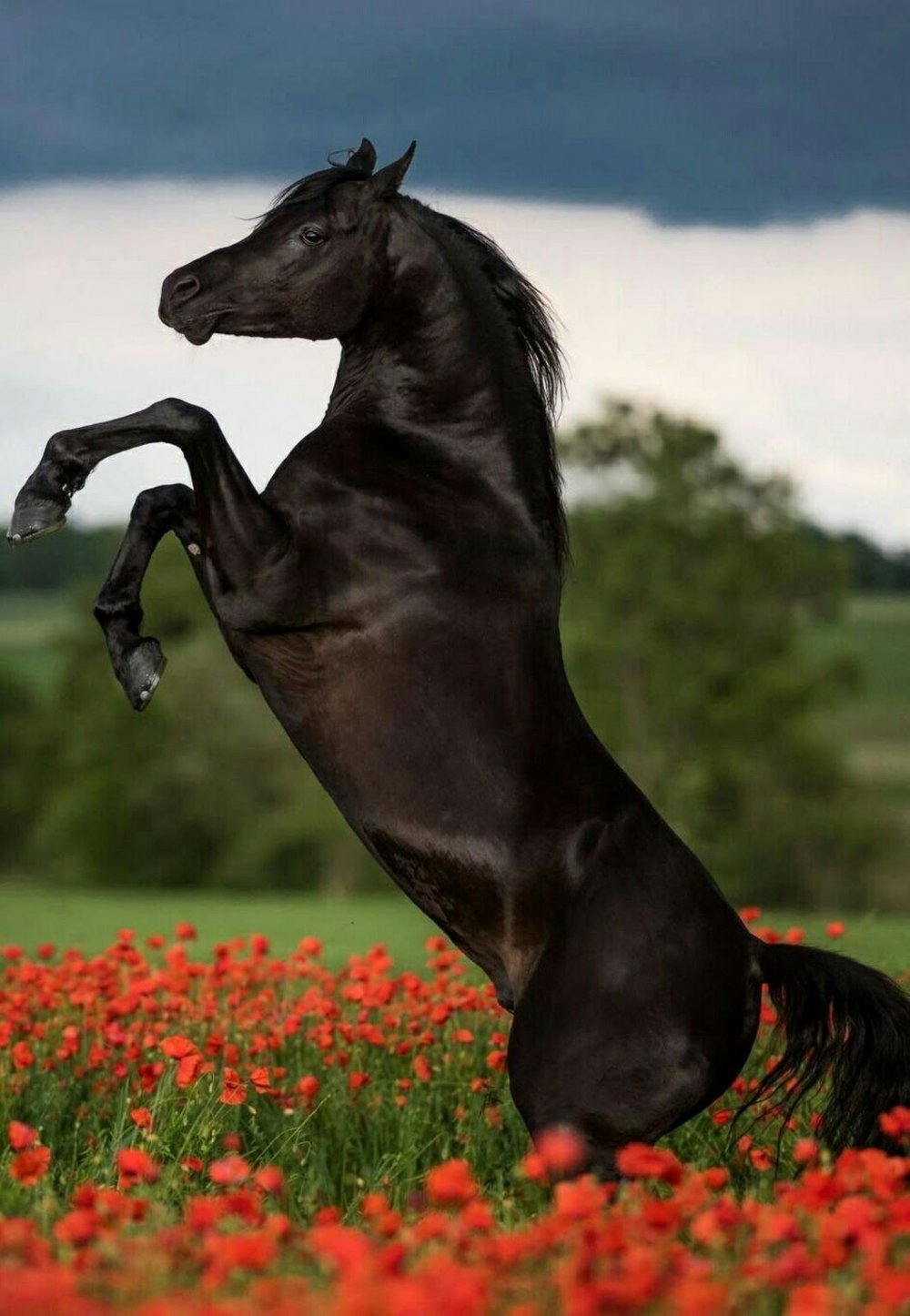 Красивые лошади