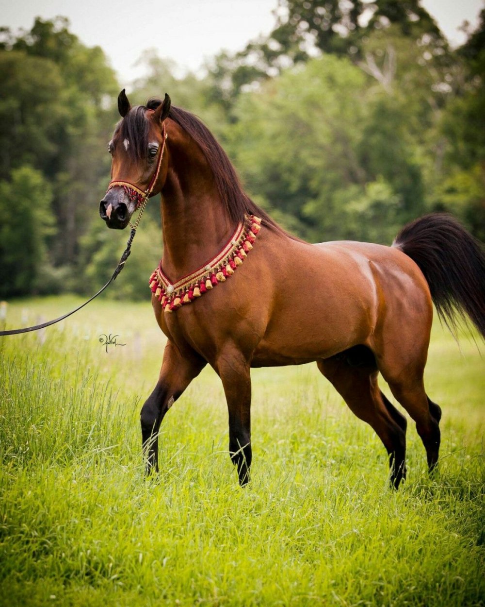 Испано арабская лошадь