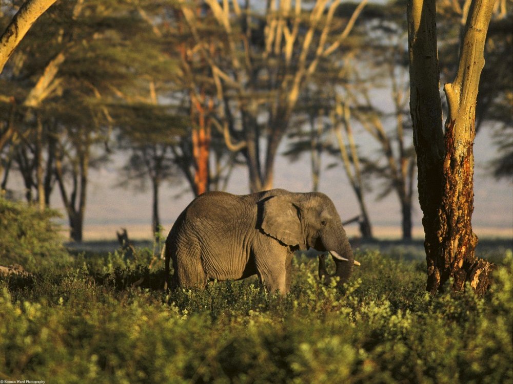 Африканский слон Лесной и саванный
