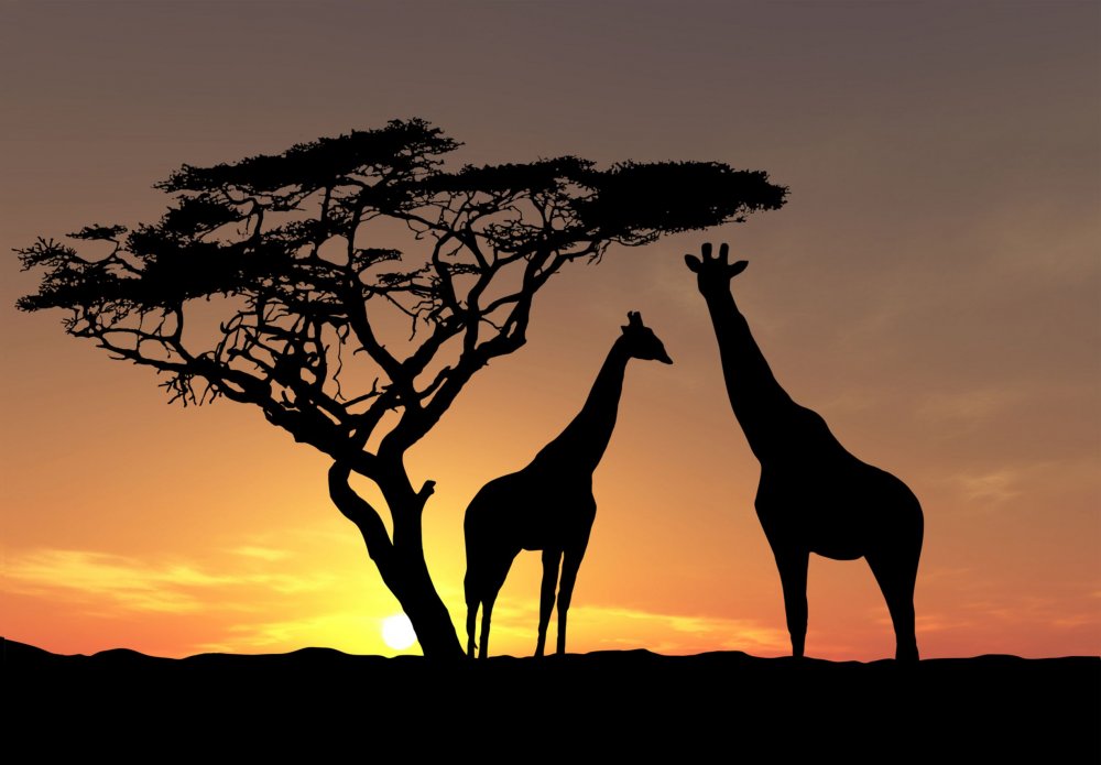 Танзания сафари закат