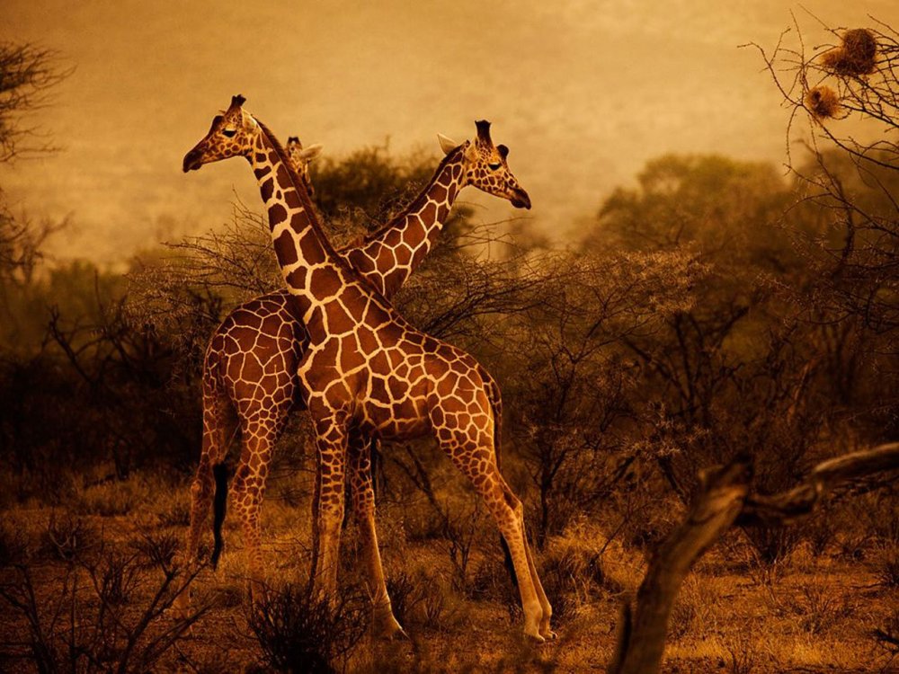 Красивые Жирафы