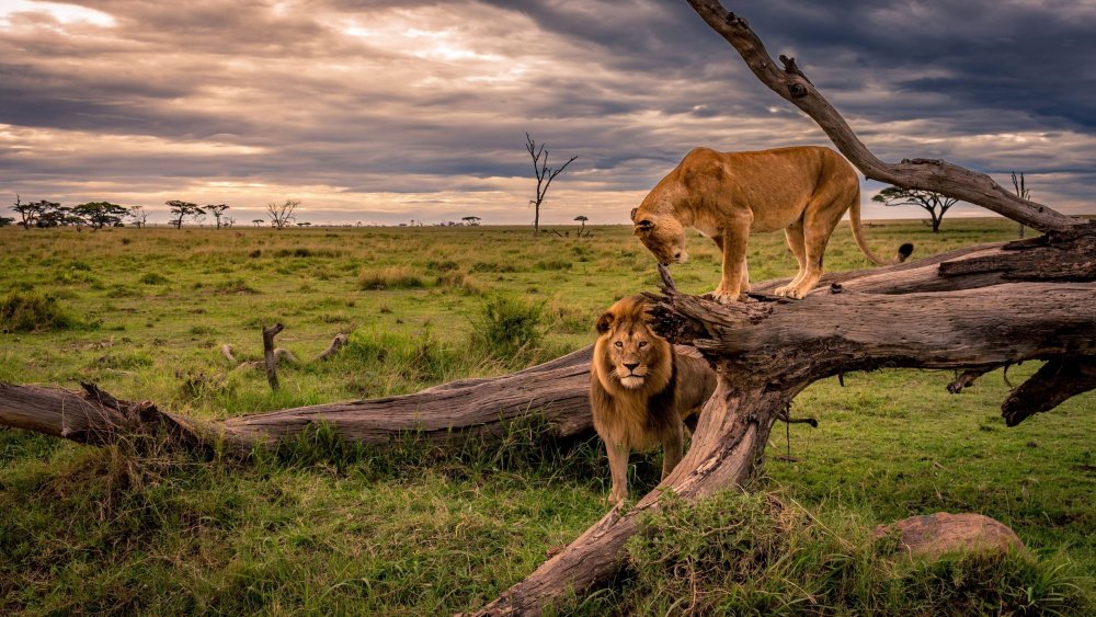 Африка Саванна львы