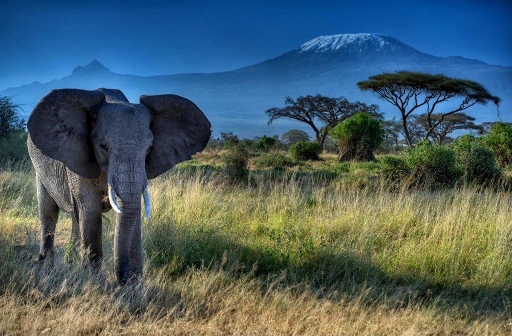 Африка Саванна Килиманджаро