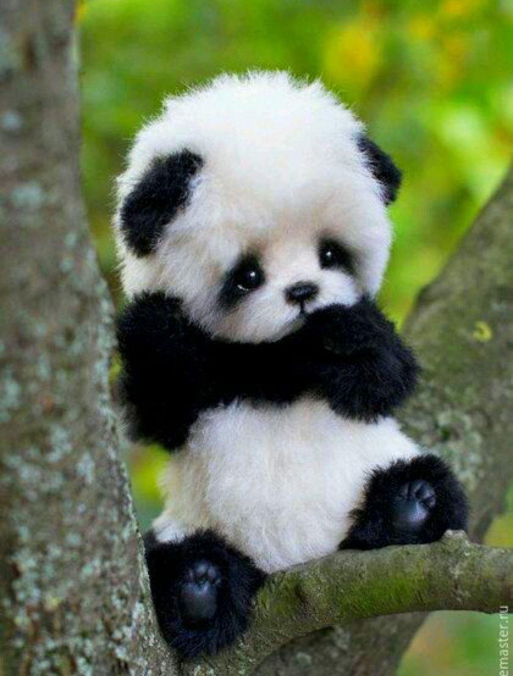 Панда настоящая