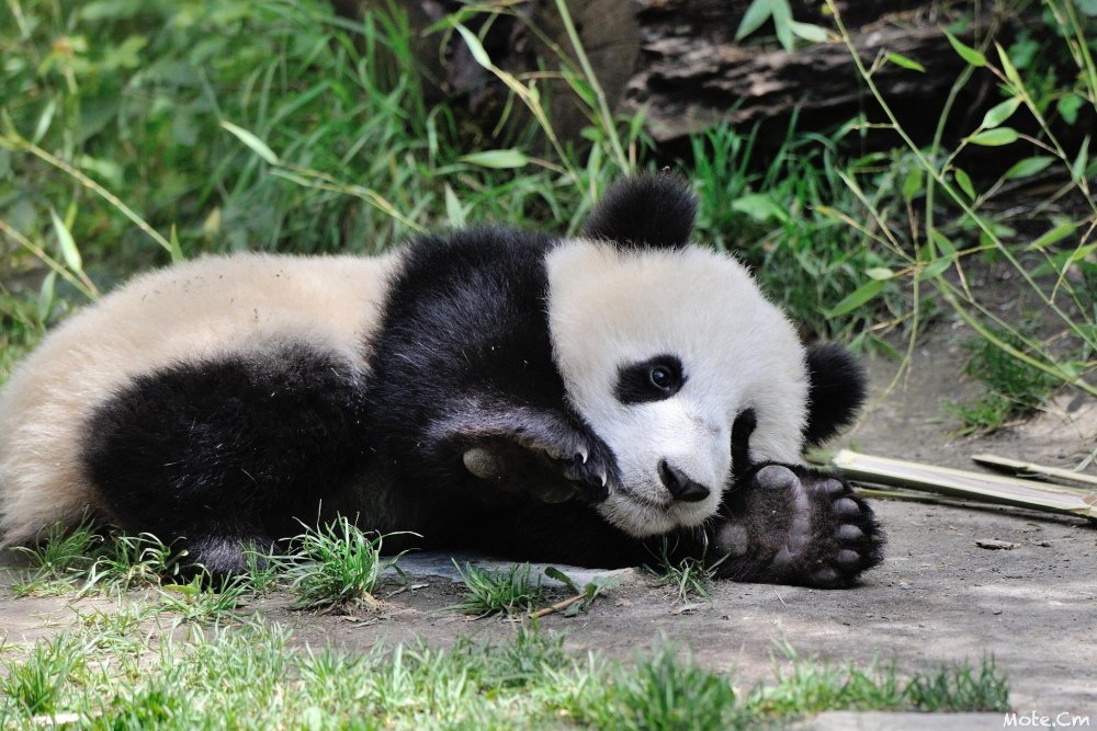 Млекопитающие Панда