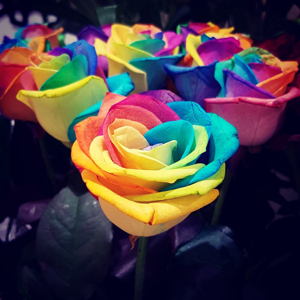 Радужные розы