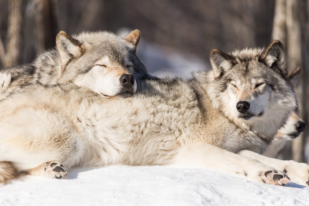 Спящие волки