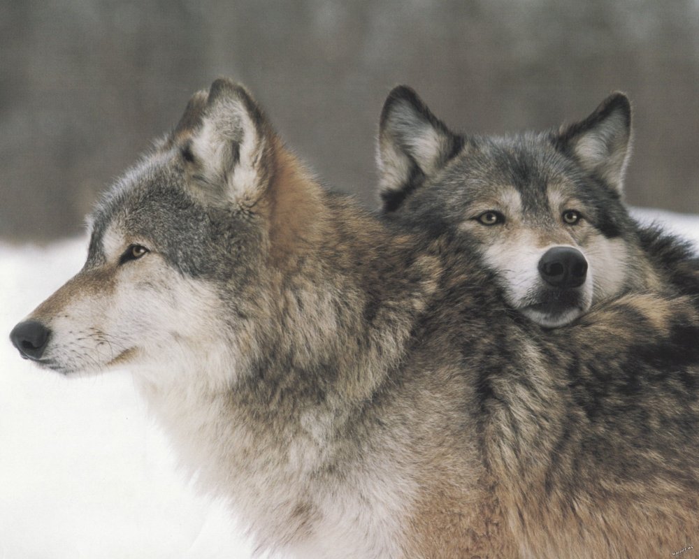 Волчья пара