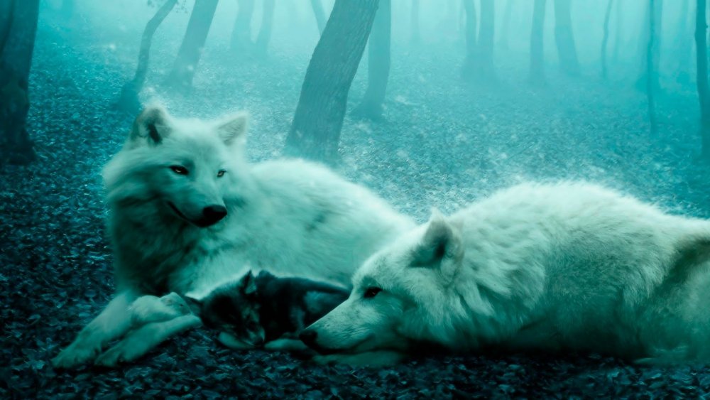 Белый волк с волчатами