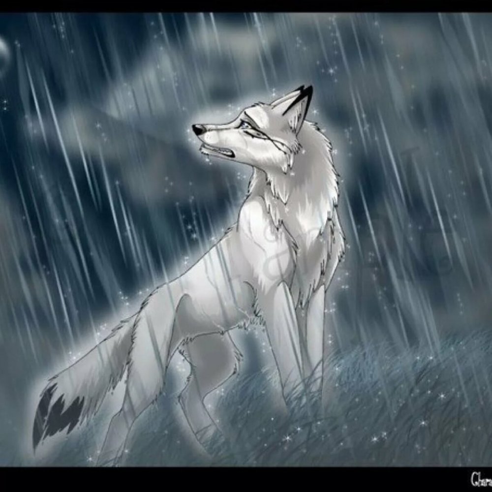 Гордый волк одиночка