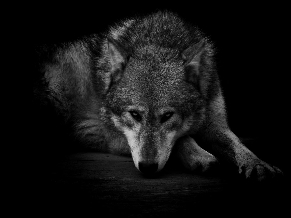 Волк грустит
