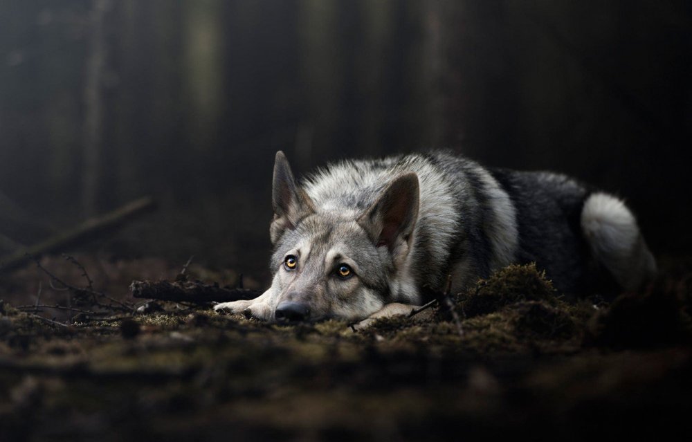 Печальный взгляд волка