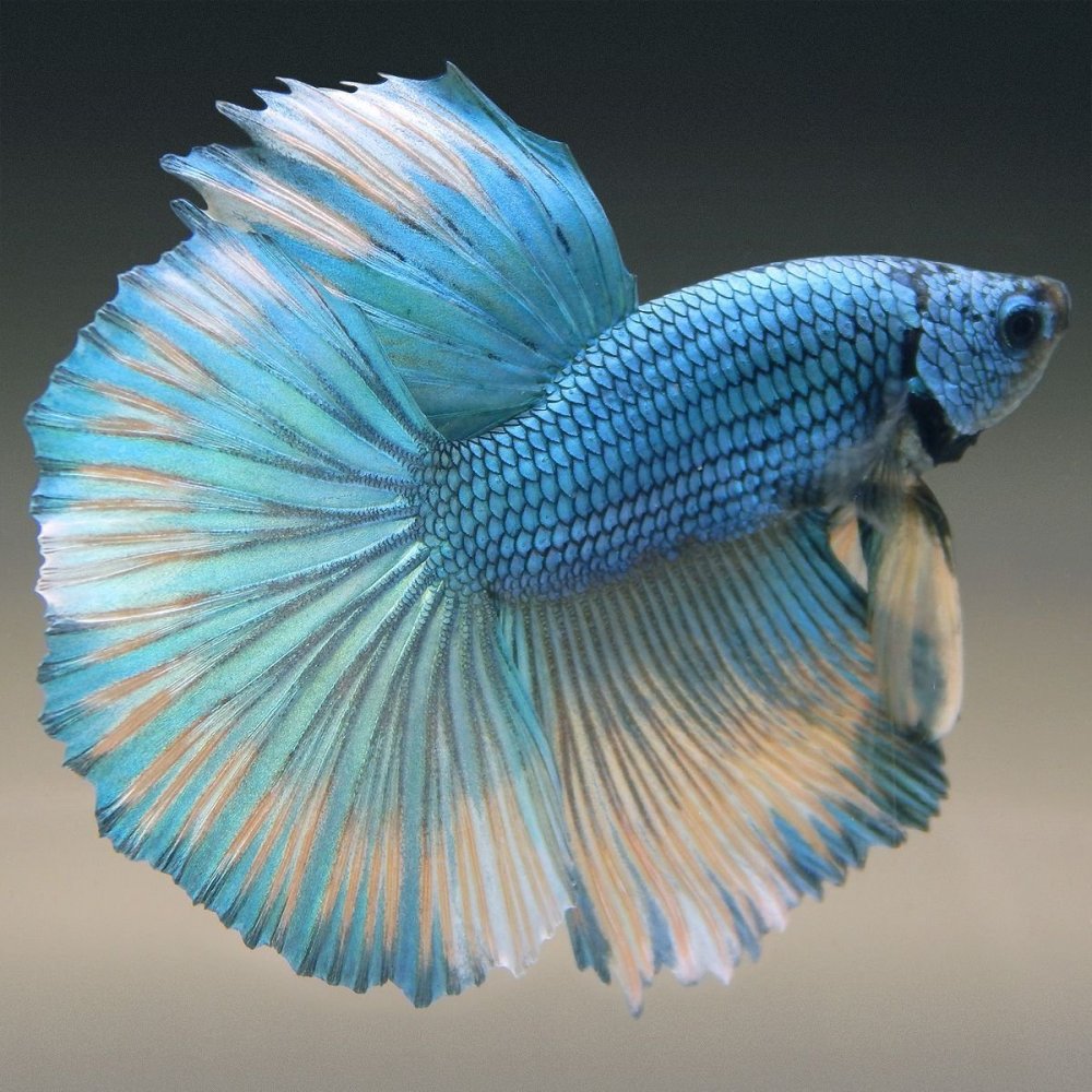 Синяя рыбка аквариумная петушок