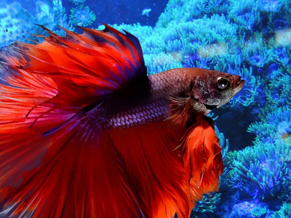 Морской петушок аквариумная рыбка