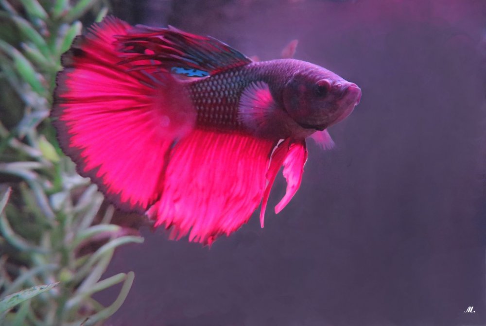 Рыба петушок розовый