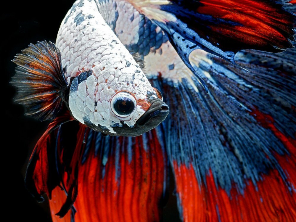 Сиамский петушок рыбка