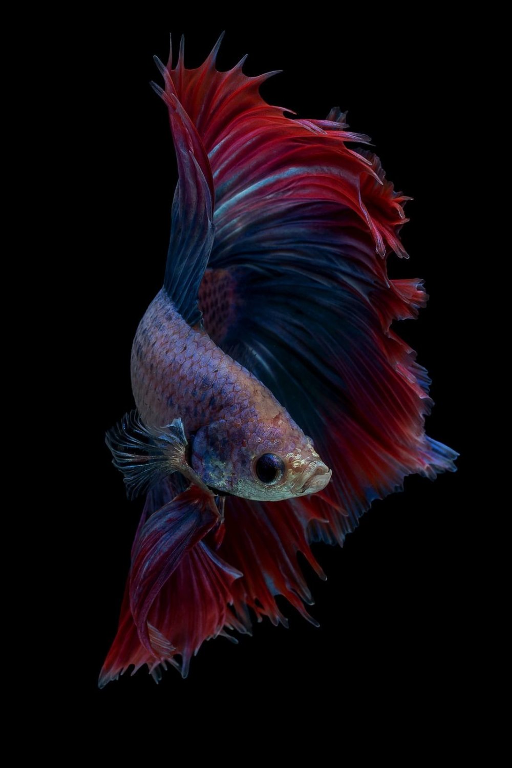 Рыбки Петушки разноцветные
