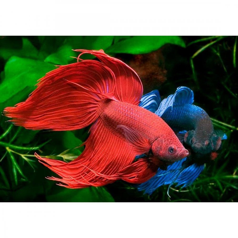 Рыбка петушок вуалевый красный