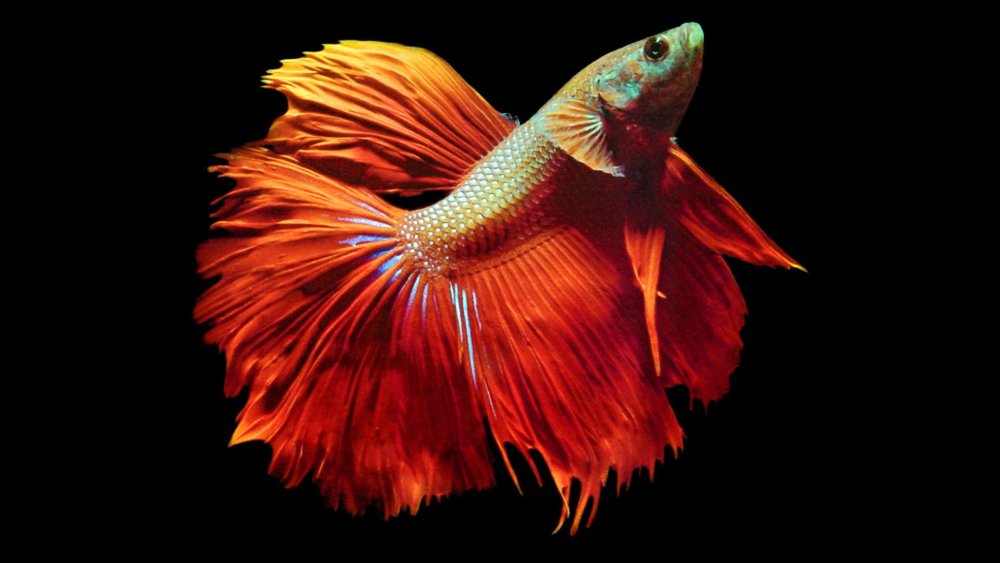 Аквариумная рыбка петушок золотой