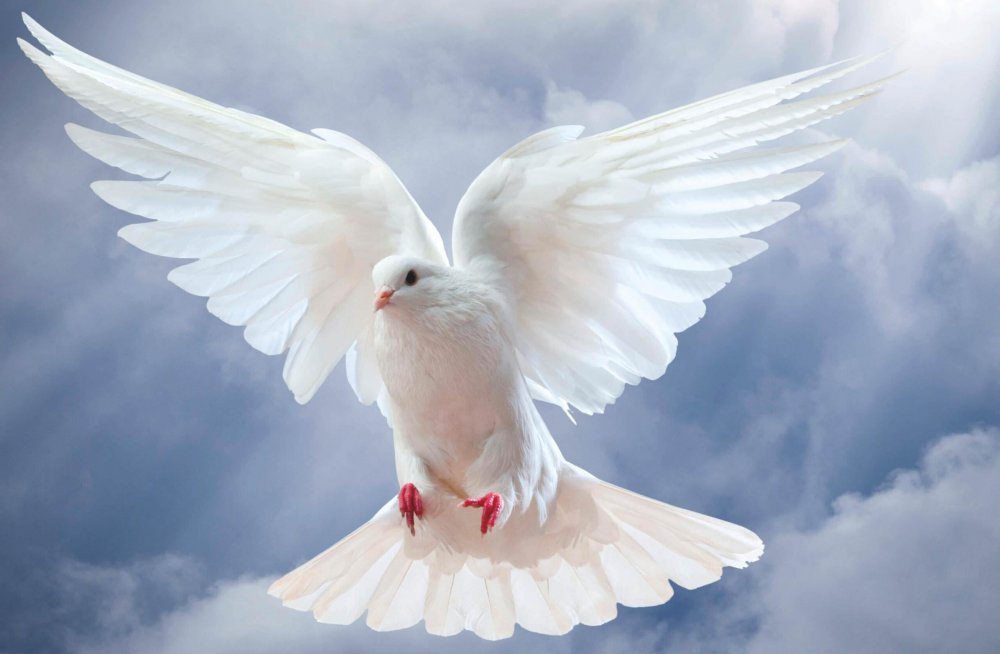 Дух Святой голубь с веточкой