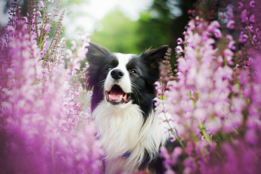 Красивые собаки в цветах