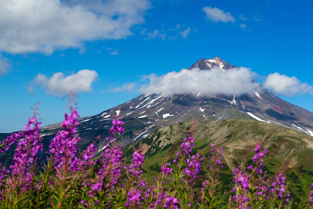 Цветы на вулканах Камчатки