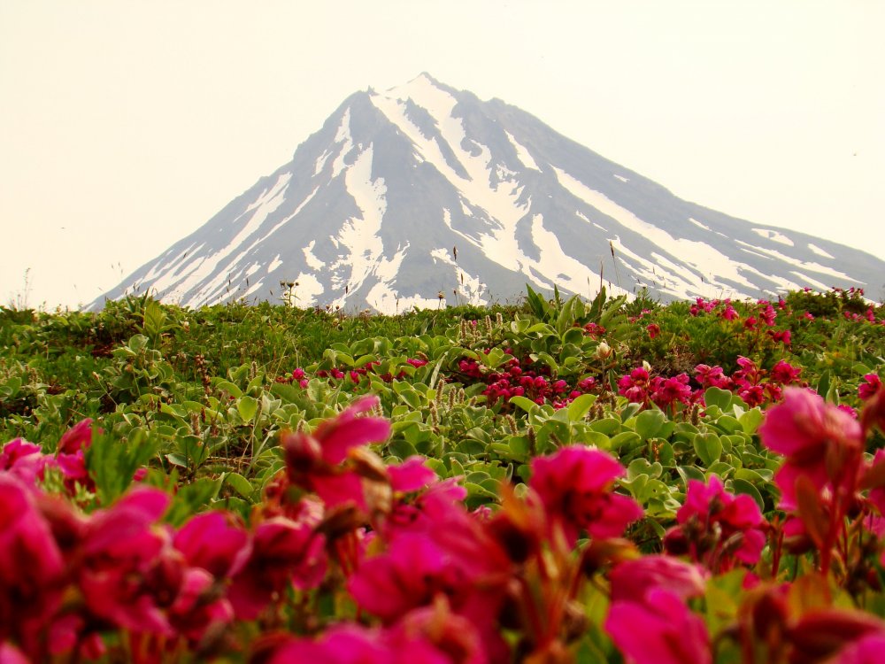 Вулканы Камчатки Флора