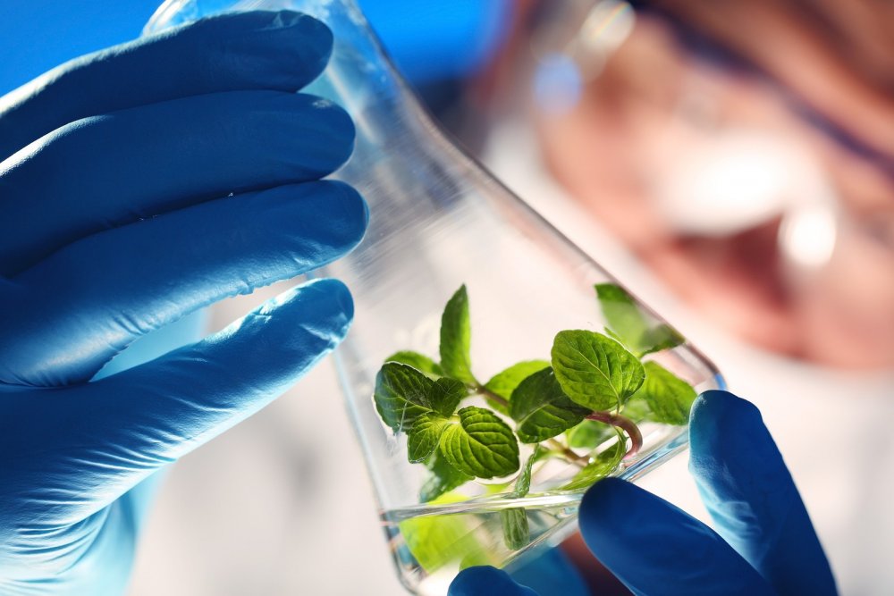 Биотехнология генно модифицированные растения