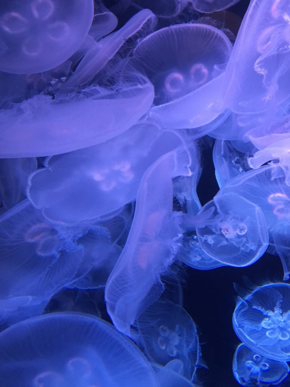 Клетки медузы