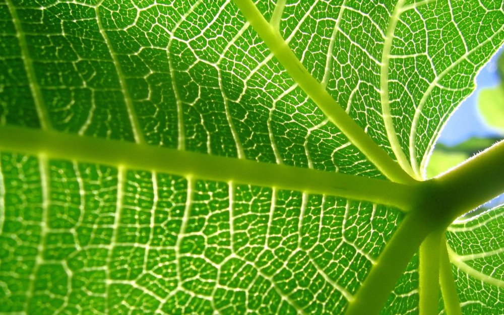 Хлорофилл в листьях растений
