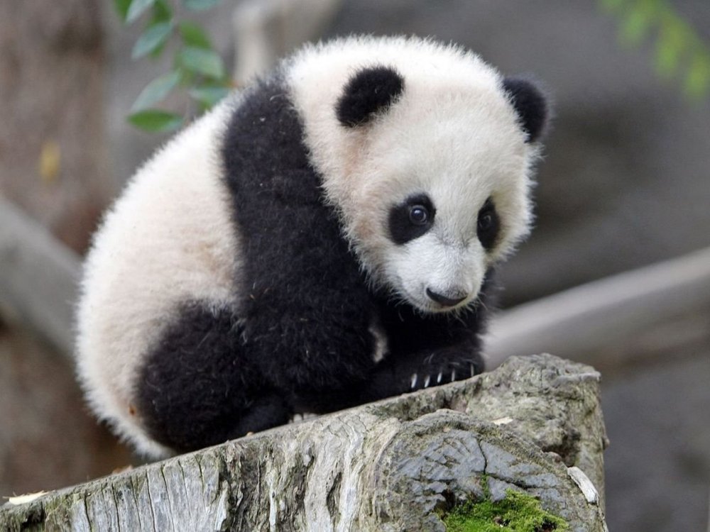 Панда маленькая детёныш