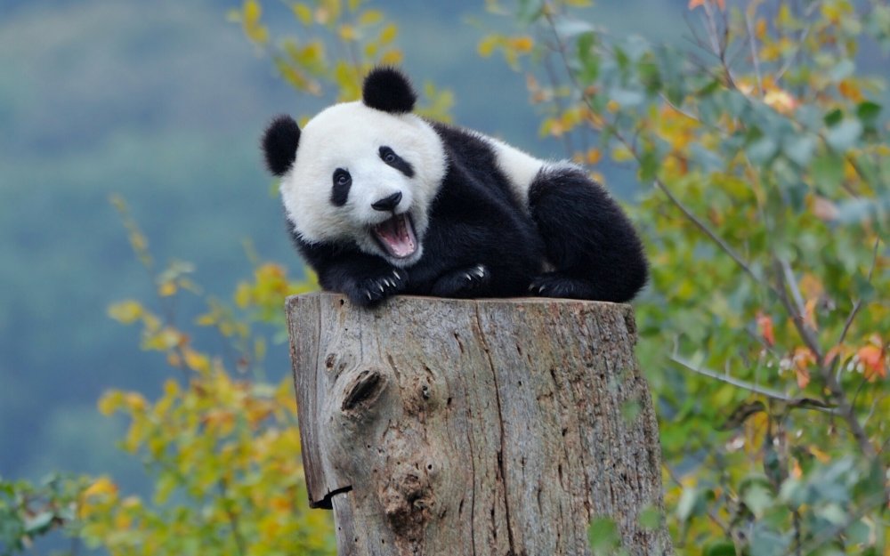 Панда или бамбуковый медведь