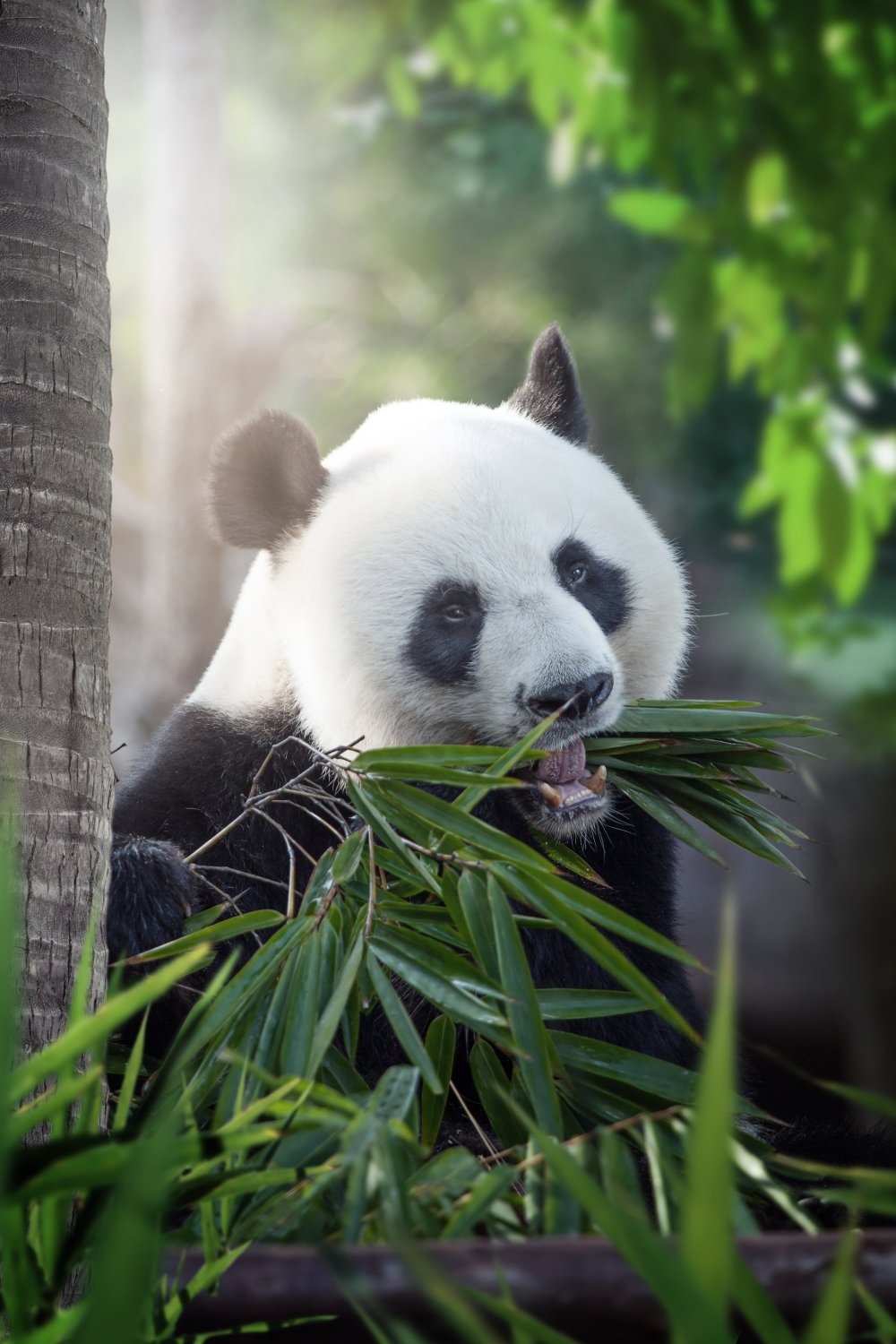 Панда национальное достояние Китая