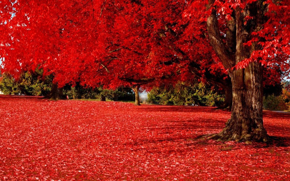 Красный цвет в природе
