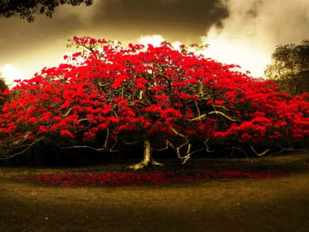 "Красное дерево" растение в Крыму