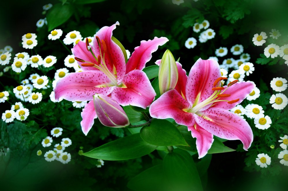 Красивые цветы лилии