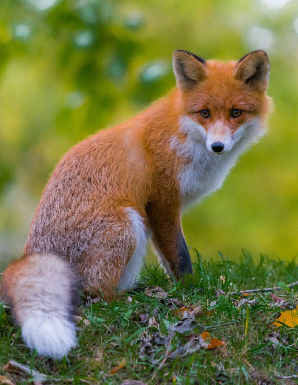 Рыжая лиса (Red Fox)