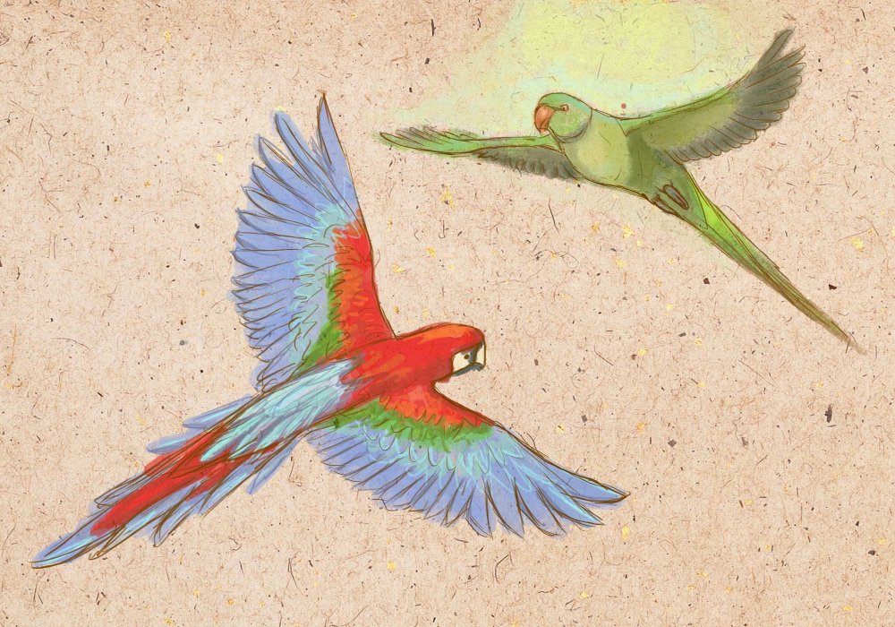 Красивые рисунки карандашом попугай