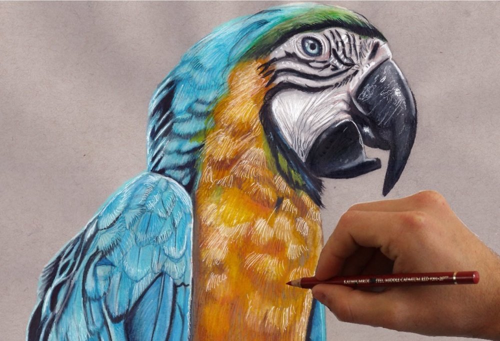 Рисуем попугая цветными карандашами