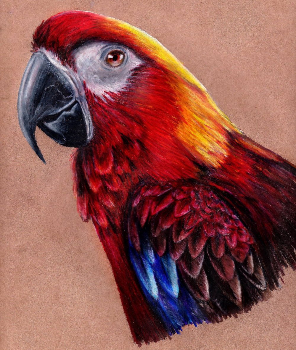 Попугай для рисования
