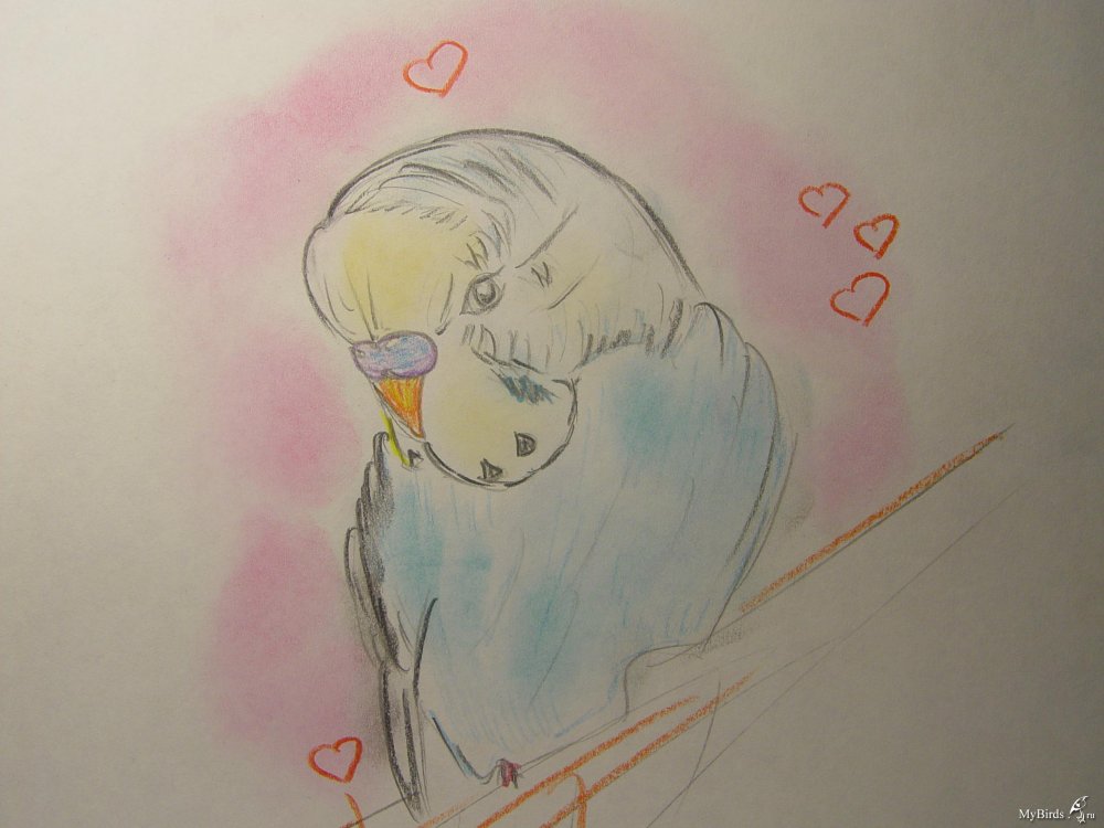 Лёгкие рисунки попугая