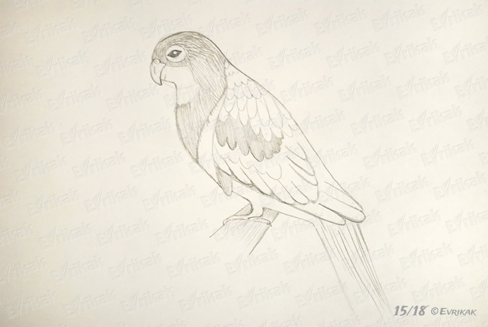 Нарисовать попугая карандашом