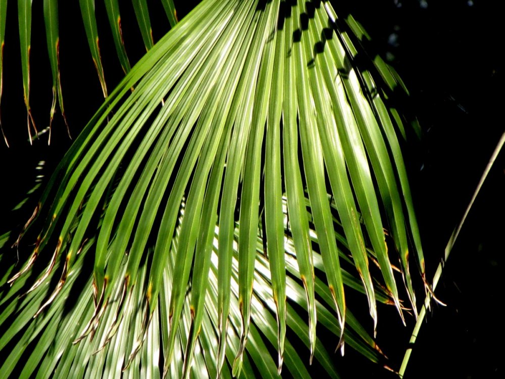 Тропическая Пальма с перистыми листьями
