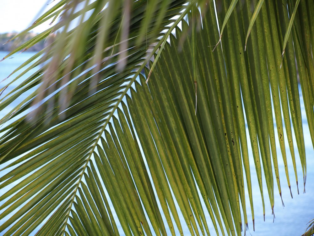Пальмовые ветви листья Пальма