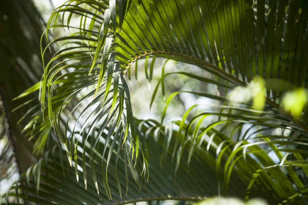 Джунгли пальмы