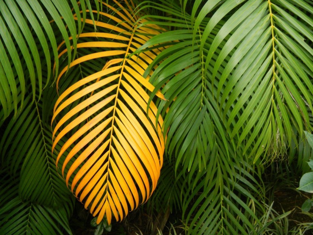 Листья пальмы картинки