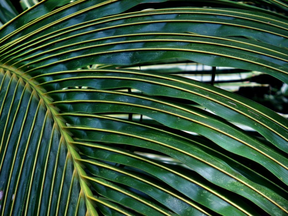 Лист пальмы