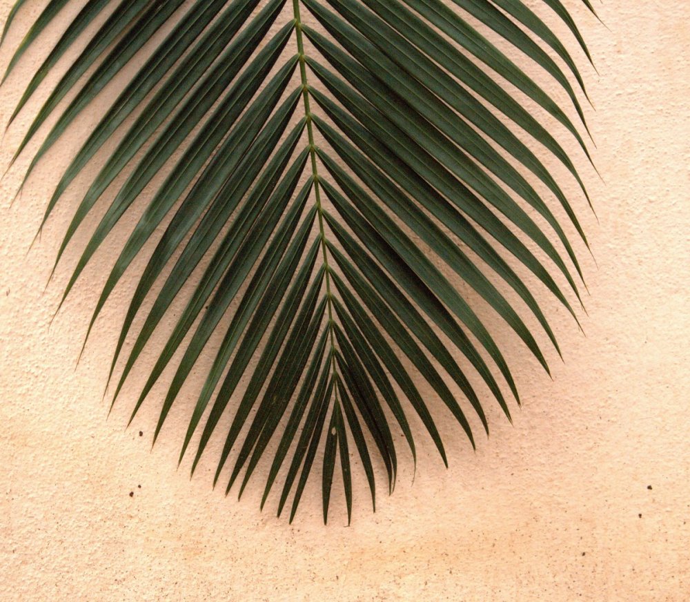 Листик пальмы