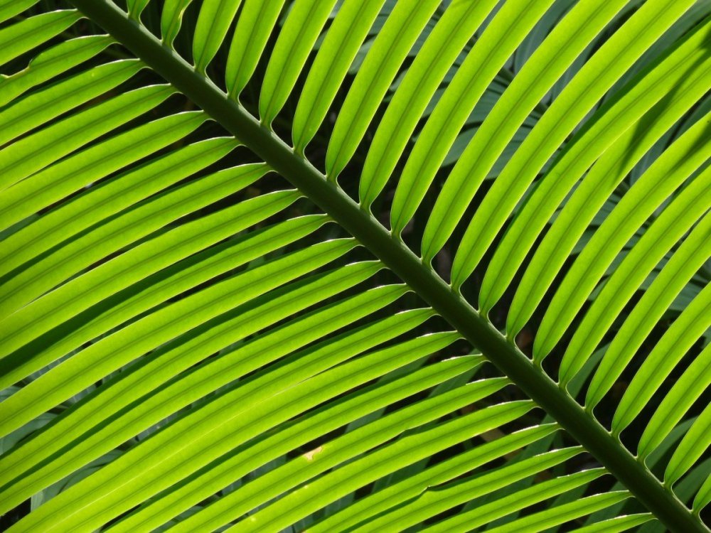 Green Hill пальмовый лист