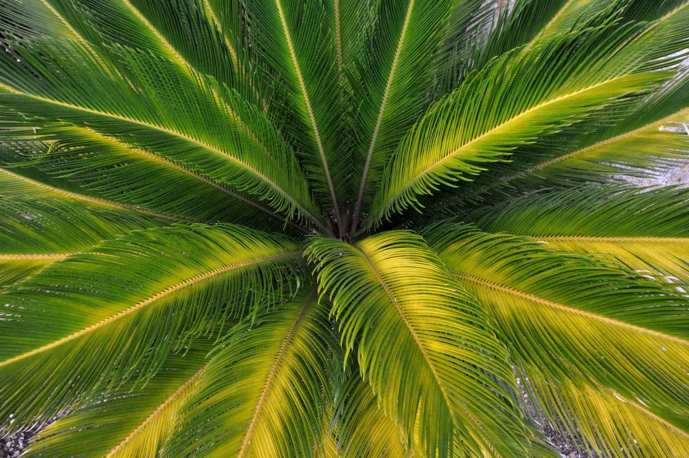 Лист пальмы